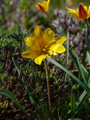 Obraz premium Tulipa iliensis (syn. Tulipa thianschanica), the cowslip-scented tulip, is a species of flowering plant in the family Liliaceae
