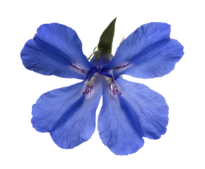 Vibrant Blue Wildflower Close-up Photography of a Delicate Blossom