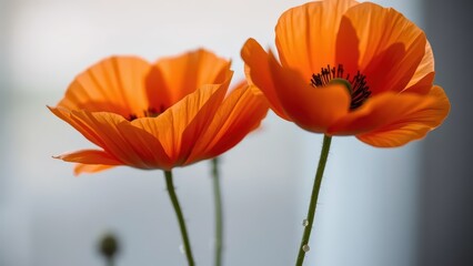 Fototapeta premium orange poppy flower