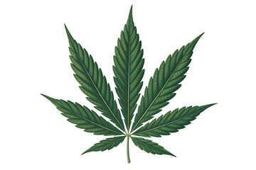 Isolated cannabis leaf depicting marijuana plant leaves on a pure white background