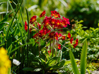 Primula veris 'Red Shades' in spring garden
