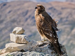 wild bird in patagonia nature