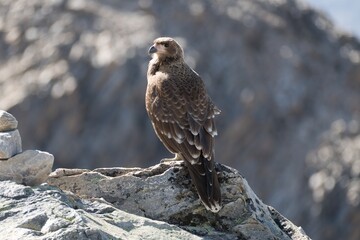 wild bird in patagonia nature