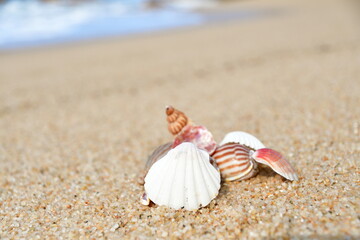 貝殻イメージ（新潟県）