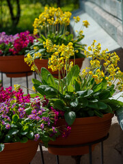 Primroses in pots and planters. Primula, or primrose Bloom in early spring. Primrose Primula Vulgaris