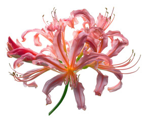 Stunning Pink Spider Lily Blossom Close-Up Photography