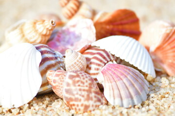 貝殻イメージ（新潟県）