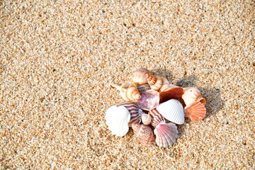 貝殻イメージ（新潟県）