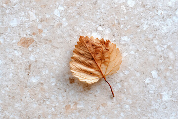 yellow leaf on the ground