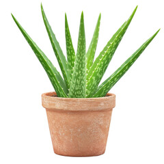 Aloe vera plant in terracotta pot, showcasing vibrant green leaves with distinctive patterns. This succulent is known for its medicinal properties and is often used in skincare