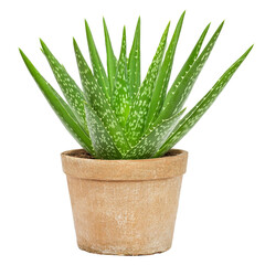 Aloe vera plant in terracotta pot, showcasing vibrant green leaves with distinctive white spots. This succulent is known for its medicinal properties and is often used in skincare