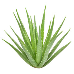 Aloe vera plant with long, pointed green leaves, known for its medicinal properties and soothing gel. This succulent is often used skincare and health products, adding touch of nature to any space