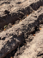Close-up view of freshly planted onion seeds in a field, ready for growth and harvest.