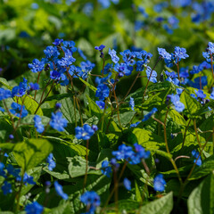 Omphalodes verna is a perennial herbaceous of the Umbilicus ( Omphalodes) of the Borage family