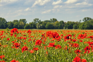 field of poppies and blue sky