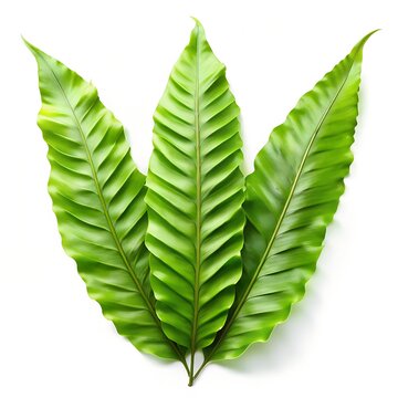 Java Fern Leaf Structure on White Background