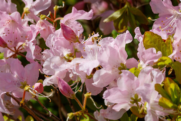 Rhododendron schlippenbachii is a deciduous shrub , a species of the subgenus Pentanthera , section...