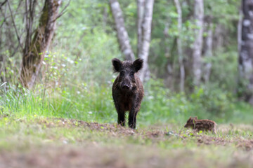 Female Wild boar 