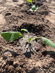 A view of young cabbage plants growing in rich, moist soil, ready to mature and thrive.
