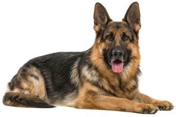 Loyal German Shepherd Cutout - PNG