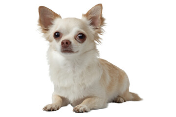 Obraz premium Small Chihuahua Standing PNG Cutout