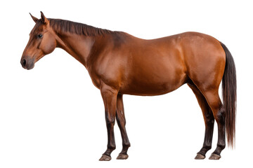 Fototapeta premium Noble Equine Cutout - PNG