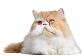 Elegant Long-Haired Feline with No Background
