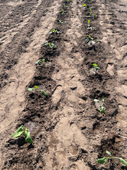 Freshly planted seedlings thrive in neatly arranged rows within a cultivated field under sunlight.