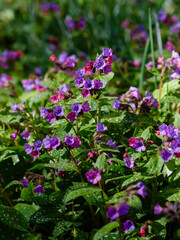 Lungwort ( lat. Pulmonaria ) is a genus of low perennial herbaceous plants of the Borage family ( Boraginaceae )