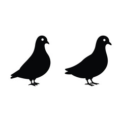 Fototapeta premium two pigeons isolated on white background