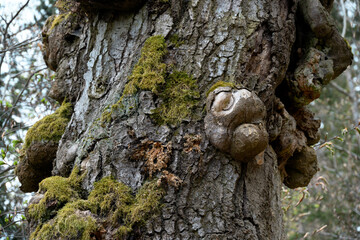 Karlovy Vary, Czech Republic - April 22, 2025 Old Tree With Moss and Unique Bark Patterns in Natural Forest Setting