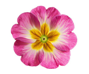 Fototapeta premium Vibrant Pink and Yellow Primula Flower Blossom Close-Up