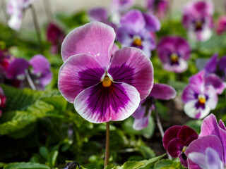 Beautiful blooming pansy flower in spring time