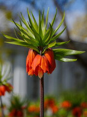 Fritillaria imperialis ( Latin- Fritillaria imperialis ) is a species of monocotyledonous flowering plants included in the genus Fritillaria of the Liliaceae family