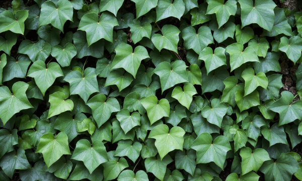 English Ivy (Hedera helix) Evergreen vine with glossy, green leaves in various shapes, often grown as a trailing plant in