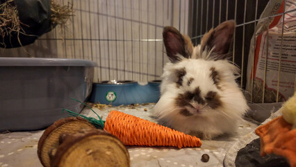 Lionhead Rabbit in its enclosure, next to a toy carrot and wood pieces, creates a cozy scene. Its...