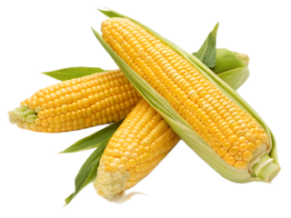 A vibrant still life featuring three ears of corn with green husks and leaves on a black background