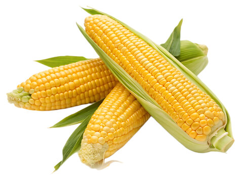 A vibrant still life featuring three ears of corn with green husks and leaves on a black background - Powered by Adobe