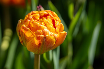 Gudoshnik Double tulips in spring garden. Closeup of a red, yellow and orange double tulip Gudoshnik Double in full bloom. Idea for postcards, greetings, invitations, posters and Birthday decoration, 