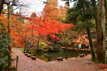 加茂山公園の紅葉（新潟県）