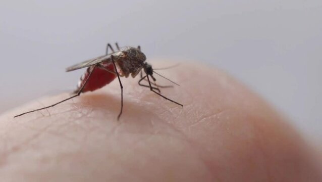 video of a mosquito sucking skin