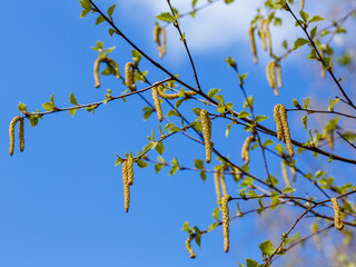 Birch blossoms in spring. Catkins with pollen during the flowering of birch in spring time. Allergy...