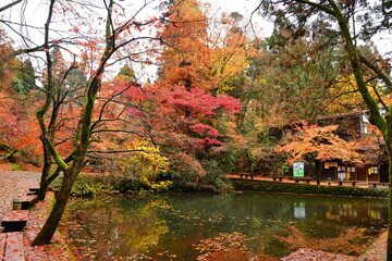加茂山公園の紅葉（新潟県）