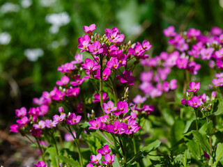 Arabis caucasica , or Caucasian rock cress ( Latin- Arabis caucasica ) is a species of flowering plant of the cabbage family ( Brassicaceae ), known under the common name rock cress , mountain cress o
