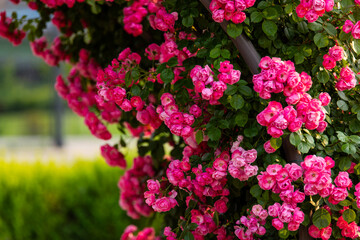 Obraz premium climbing roses in the park
