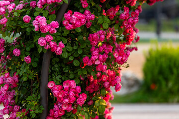 climbing roses in the park