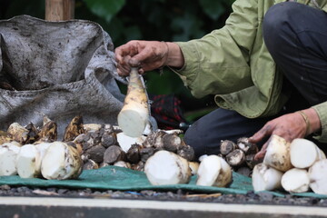 Bamboo shoots selling in Laos