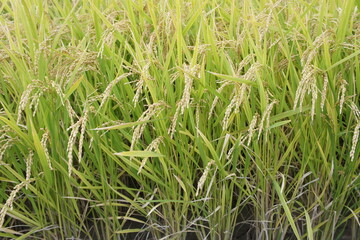 田　米　稲穂　green wheat field