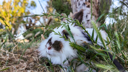 A fluffy white bunny with brown markings peeks out from the tall green grass, creating a charming and natural scene.