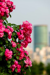 climbing roses in the park
